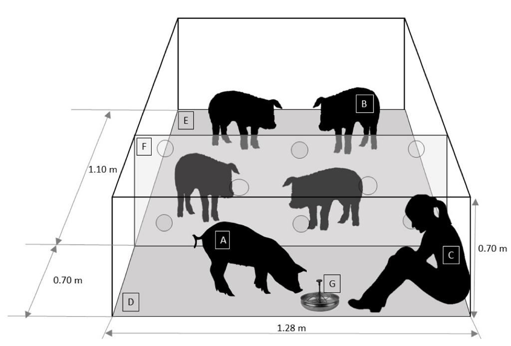 Diagrama en perspectiva de un recinto para cerdos con varios animales en distintos niveles, una persona sentada a la derecha y elementos marcados con letras. Se muestran dimensiones del espacio (1,28 m de ancho y alturas de 0,70 m y 1,10 m) y la distribuci&oacute;n interna.