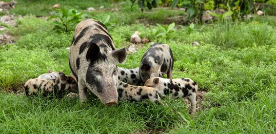 Ibérico manchado de jabugo