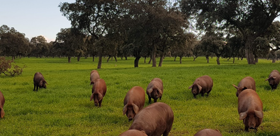 Cerdos Ibérico torbiscal